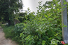 Land for sale in Ban Kluai, Chainat
