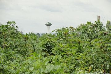 Land for sale in Oraphim, Nakhon Ratchasima