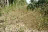 Land for sale in Na Klang, Nakhon Ratchasima