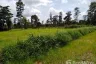 Land for sale in Kut Phia Khom, Khon Kaen