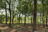 Land for sale in Tha Chanuan, Chainat