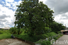 Land for sale in Nong Phueng, Chiang Mai