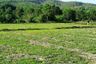 Land for sale in Ban Luang, Chiang Mai