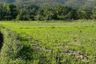 Land for sale in Ban Luang, Chiang Mai