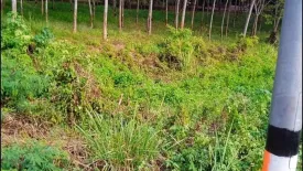 Land for sale in Khok Ngam, Loei