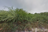 Land for sale in Cha am, Phetchaburi