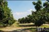 Land for sale in Ban Klang, Chiang Mai