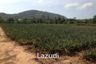 Land for sale in Wang Phong, Prachuap Khiri Khan