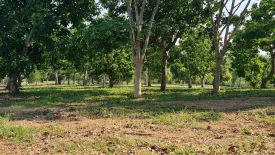 Land for sale in Huai Sak, Chiang Rai