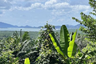 Land for sale in Yamu Hills, Pa Khlok, Phuket