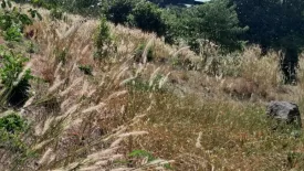 Land for sale in Rawai, Phuket