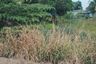 Land for sale in Lat Lum Kaeo, Pathum Thani