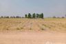 Land for sale in Bo Kru, Suphan Buri