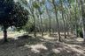 Land for sale in Si Sunthon, Phuket