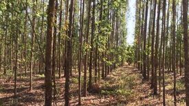 Land for sale in Kaeng Din So, Prachin Buri