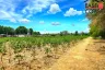 Land for sale in Pong, Chonburi