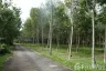 Land for sale in Khok Kloi, Phang Nga