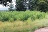 Land for sale in Nong Saeng, Chainat