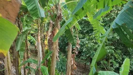 Land for sale in Patong, Phuket