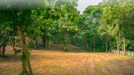 Land for sale in Rim Tai, Chiang Mai