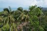 Land for sale in Maret, Surat Thani