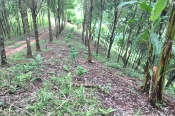 Land for sale in Pa Tueng, Chiang Rai