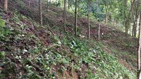 Land for sale in Pa Tueng, Chiang Rai