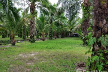 Land for sale in Pa Khlok, Phuket