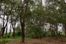 Land for sale in Mai Khao, Phuket