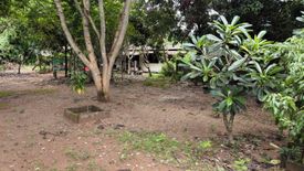 Land for sale in Si Song Rak, Loei