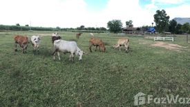 Land for sale in Wang Sai, Nakhon Ratchasima