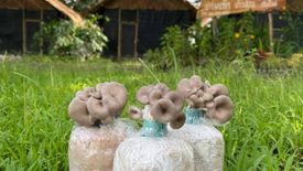 Commercial for rent in Mae Raem, Chiang Mai