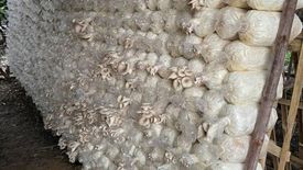 Commercial for rent in Mae Raem, Chiang Mai