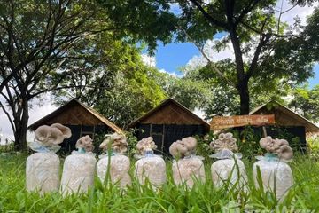 Commercial for rent in Mae Raem, Chiang Mai