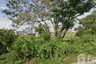 Land for sale in Ban Mai, Nonthaburi near MRT Impact Challenger