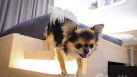 1 Bedroom Condo for rent in M Jatujak, Chom Phon, Bangkok near BTS Mo chit