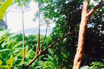 Land for sale in Patong, Phuket