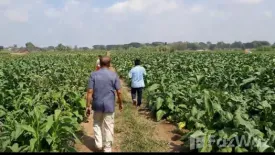 Land for sale in Chumphon, Nong Khai