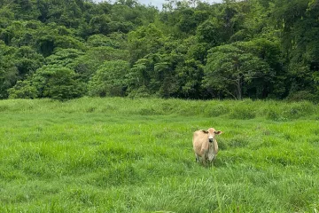 Land for sale in Choeng Thale, Phuket