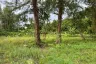 Land for sale in Choeng Thale, Phuket