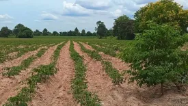 Land for sale in Si Mum, Nakhon Ratchasima