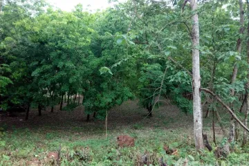 Land for sale in Chiang Klom, Loei