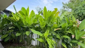 3 Bedroom Villa for rent in Chalong, Phuket