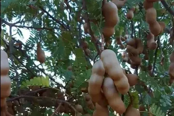 Land for sale in Na Sam, Phetchabun