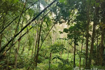 Land for sale in Pa Khlok, Phuket