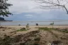 Land for sale in Ko Yao Yai, Phang Nga