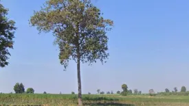 Land for sale in Lung Khwao, Nakhon Ratchasima