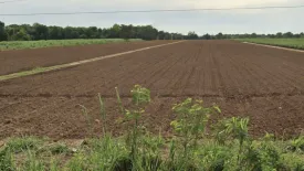 Land for sale in Tha Yiam, Nakhon Ratchasima