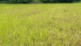 Land for sale in Ban Pao, Lampang