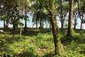 Land for sale in Rawai, Phuket